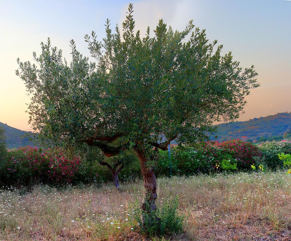 B&B Cilentum Agropoli Exterior photo